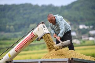 四川阆中：万亩水稻“开镰”收获