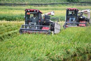 四川阆中：万亩水稻“开镰”收获