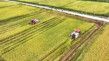 四川阆中：万亩水稻“开镰”收获