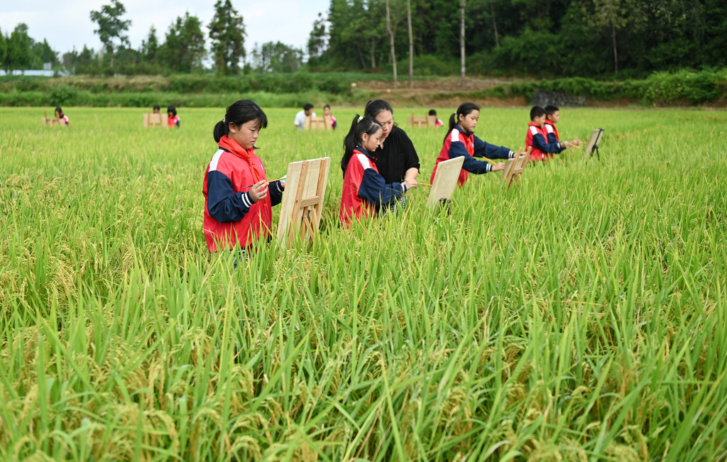 湖南邵阳：学生稻田写生描绘“丰”景