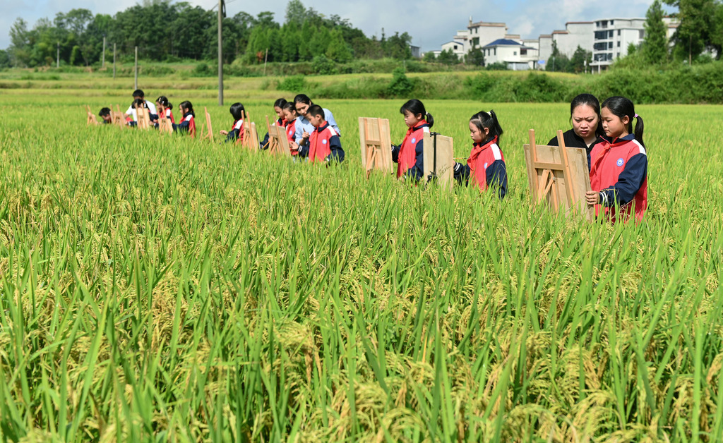 湖南邵阳：学生稻田写生描绘“丰”景