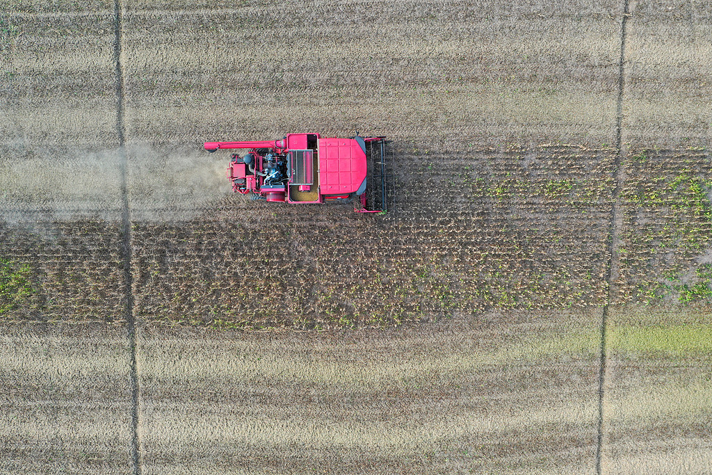 安徽宿松：农机手驾驶收割机抢收大豆