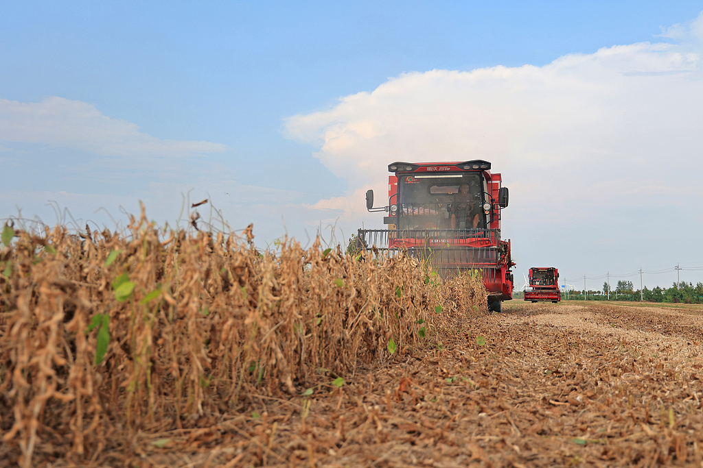 安徽宿松：农机手驾驶收割机抢收大豆