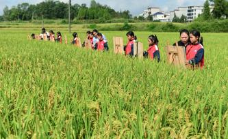 湖南邵阳：学生稻田写生描绘“丰”景