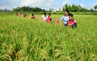 湖南邵阳：学生稻田写生描绘“丰”景