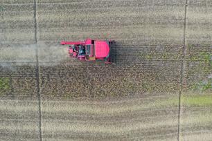 安徽宿松：农机手驾驶收割机抢收大豆