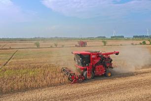 安徽宿松：农机手驾驶收割机抢收大豆