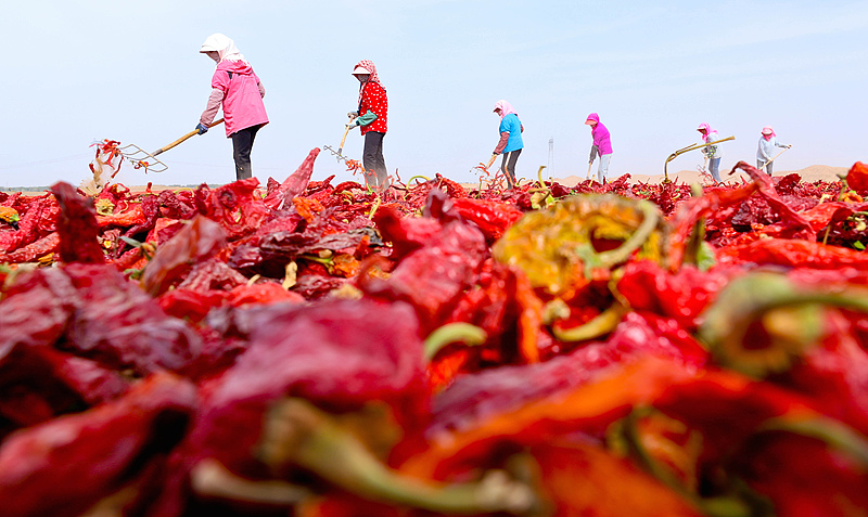 甘肃高台：辣椒丰收映红农民致富路