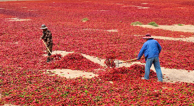 甘肃高台：辣椒丰收映红农民致富路
