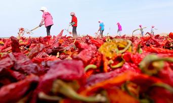 甘肃高台：辣椒丰收映红农民致富路