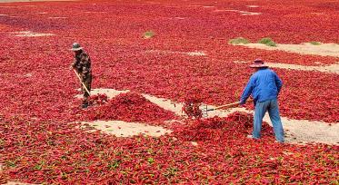 甘肃高台：辣椒丰收映红农民致富路