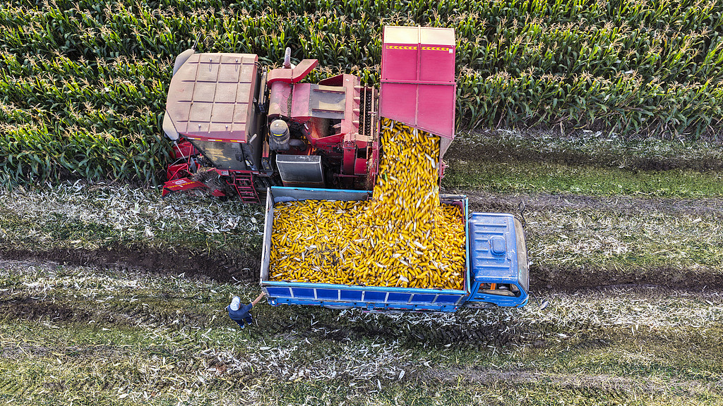 山东东营：农民将收获的玉米装车