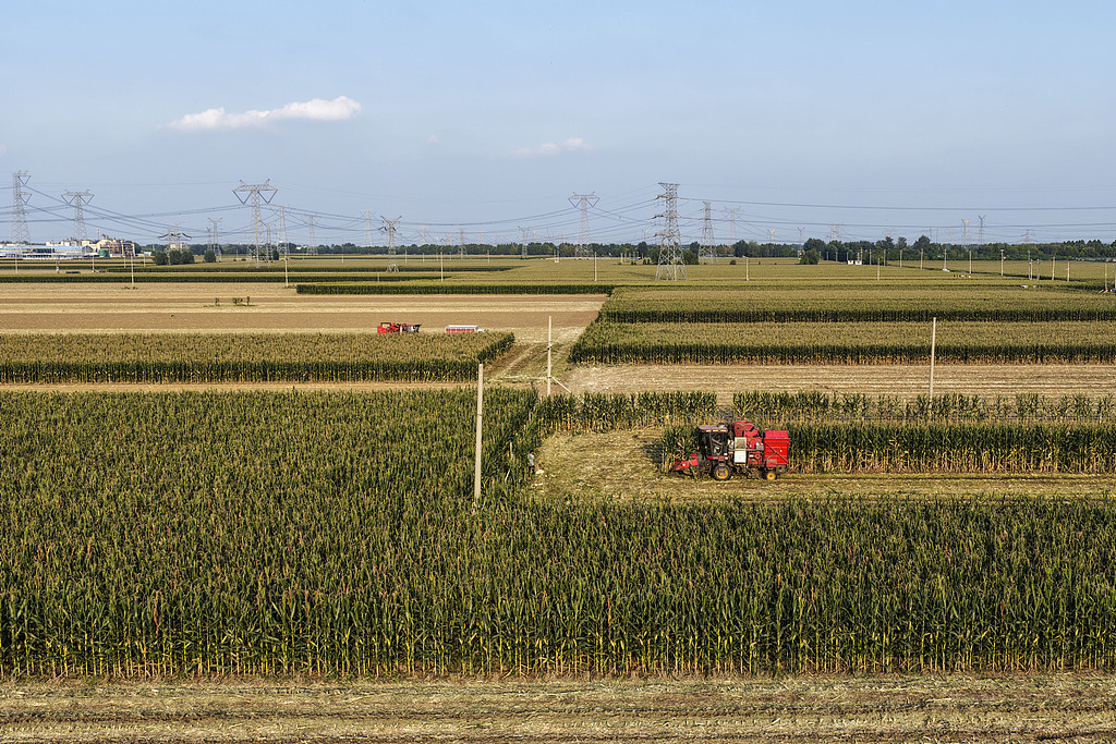山东东营：农民将收获的玉米装车