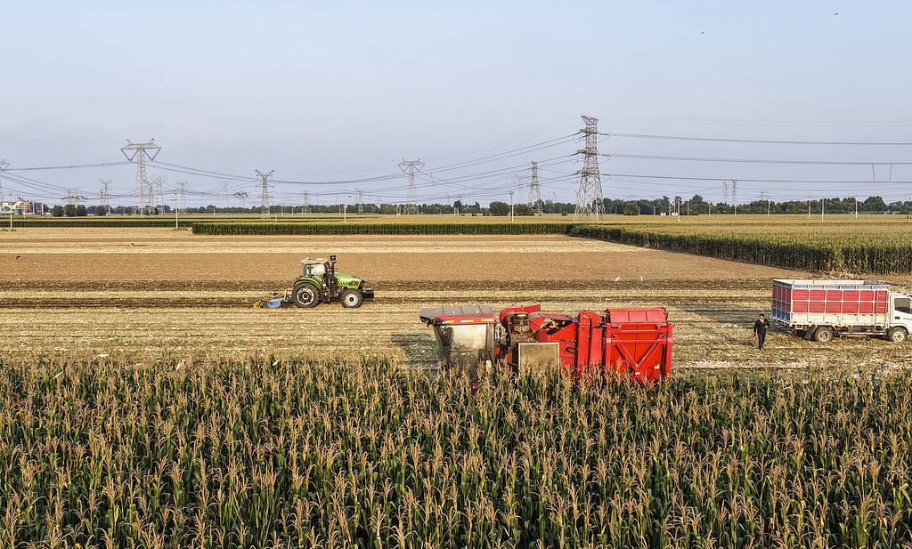 山东东营：农民将收获的玉米装车