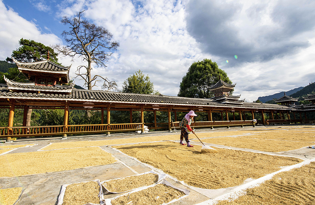 贵州从江：农民趁着晴好天气晾晒稻谷