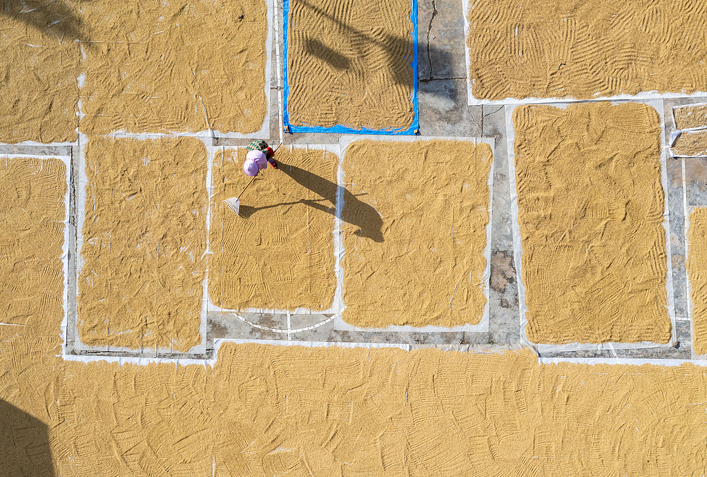 贵州从江：农民趁着晴好天气晾晒稻谷