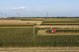 山东东营：农民将收获的玉米装车