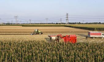 山东东营：农民将收获的玉米装车