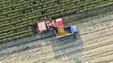 山东东营：农民将收获的玉米装车