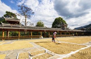 贵州从江：农民趁着晴好天气晾晒稻谷