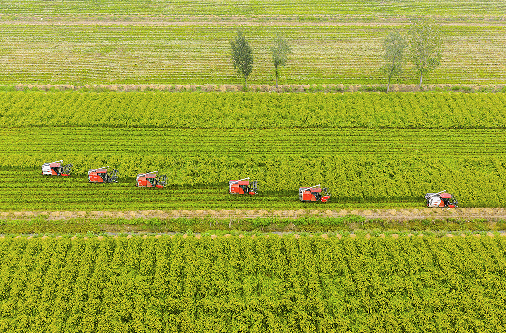 江苏宿迁：种植大户收割育种水稻并晾晒