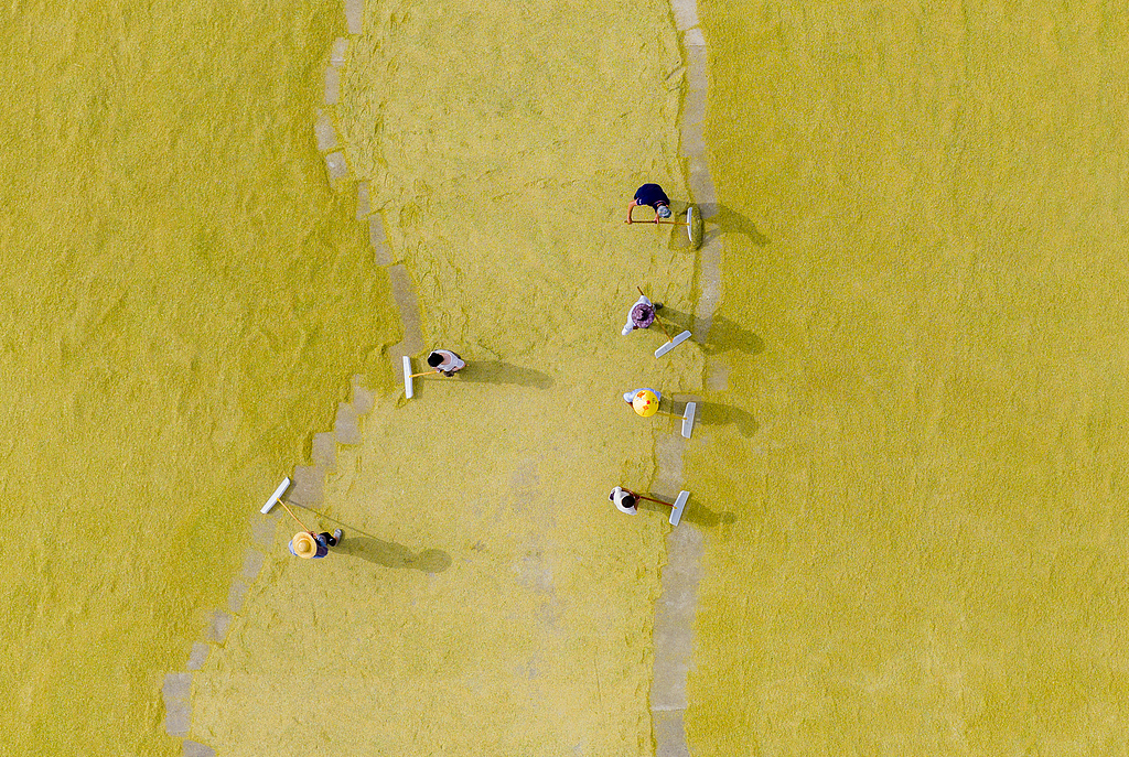 江苏宿迁：种植大户收割育种水稻并晾晒