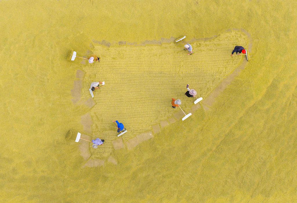 江苏宿迁：种植大户收割育种水稻并晾晒