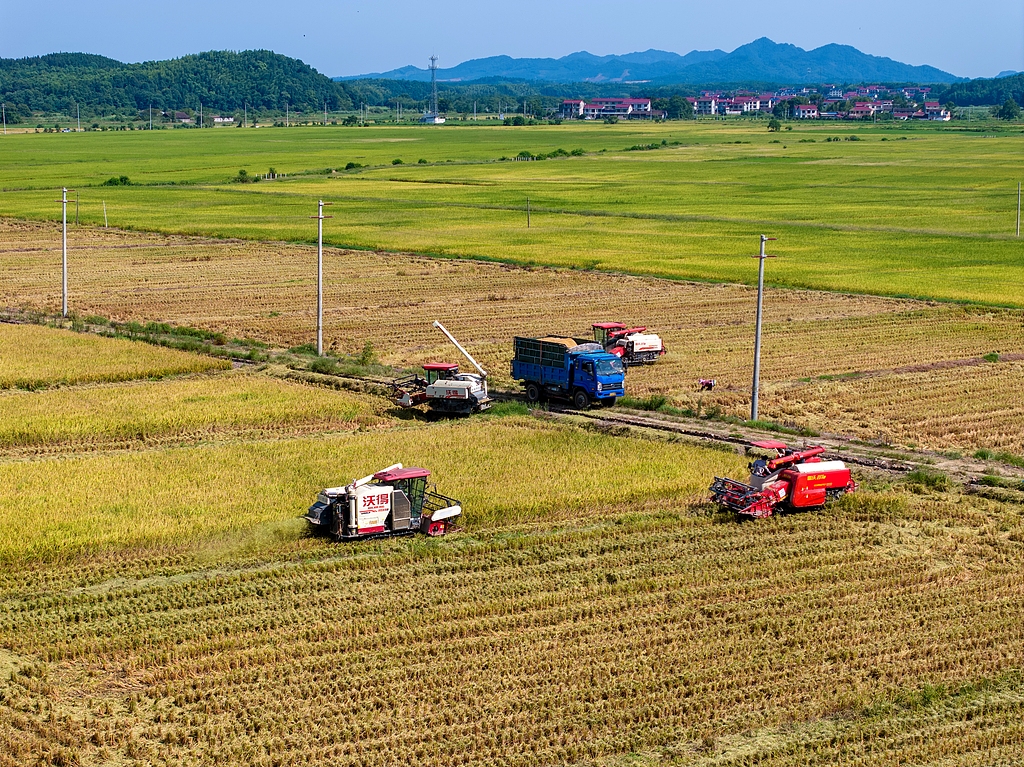 江西金溪：村民驾驶收割机抢收优质中稻