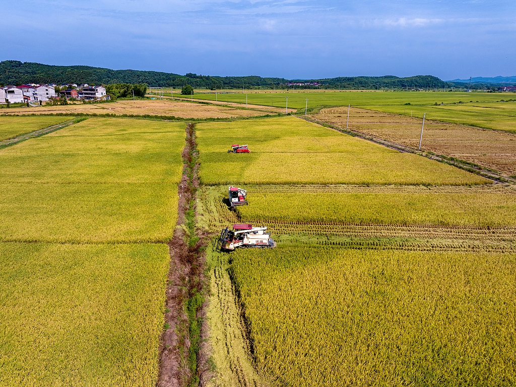 江西金溪：村民驾驶收割机抢收优质中稻