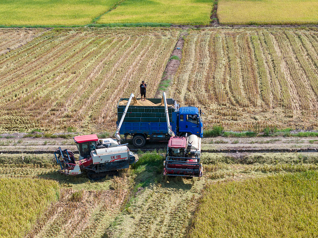 江西金溪：村民驾驶收割机抢收优质中稻