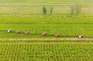 江苏宿迁：种植大户收割育种水稻并晾晒