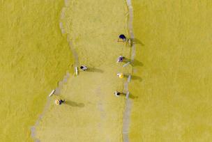 江苏宿迁：种植大户收割育种水稻并晾晒