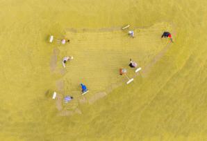 江苏宿迁：种植大户收割育种水稻并晾晒