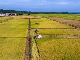 江西金溪：村民驾驶收割机抢收优质中稻