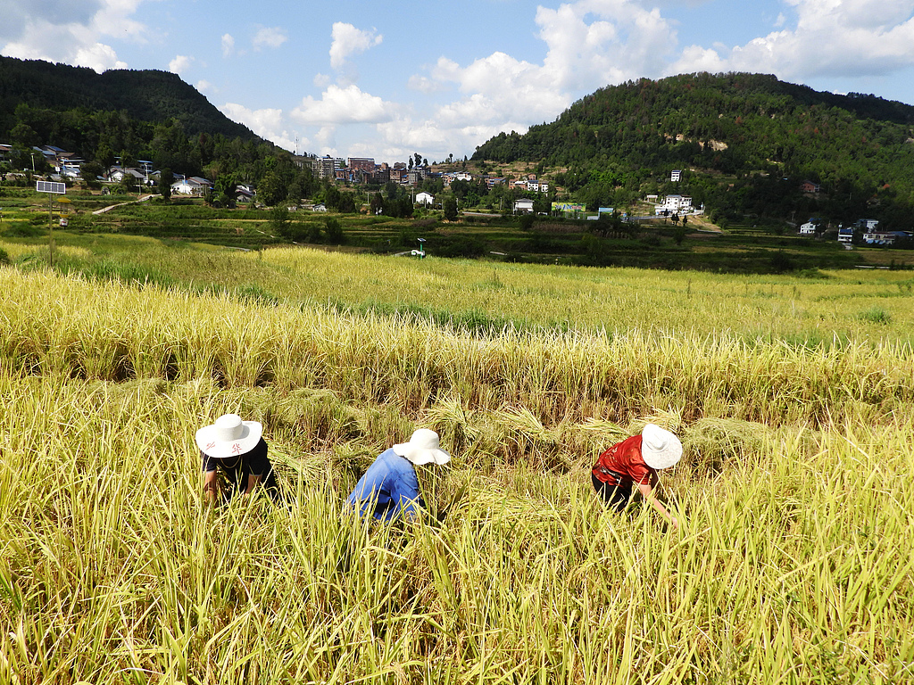 四川达州：万亩高山有机稻喜丰收