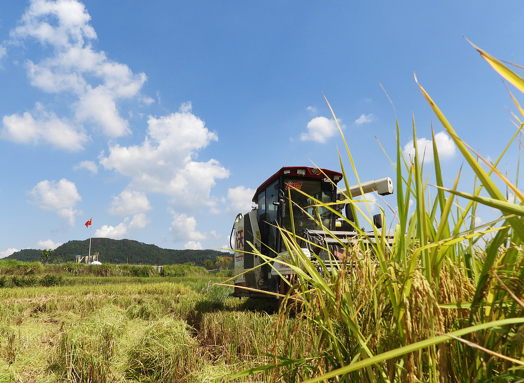 四川达州：万亩高山有机稻喜丰收