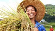 四川达州：万亩高山有机稻喜丰收