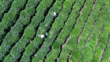 贵州普安：茶农采收夏秋茶