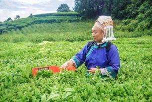 贵州普安：茶农采收夏秋茶