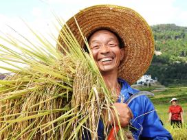 四川达州：万亩高山有机稻喜丰收