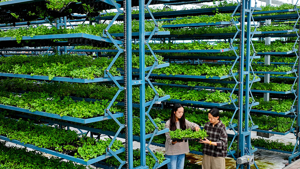 甘肃张掖：工作人员转移青菜苗