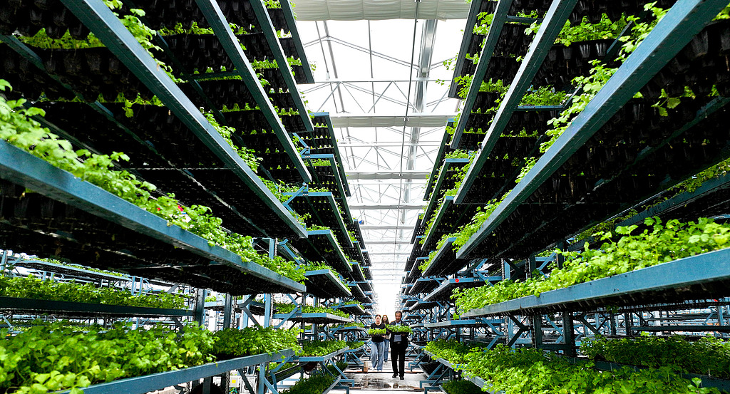 甘肃张掖：工作人员转移青菜苗