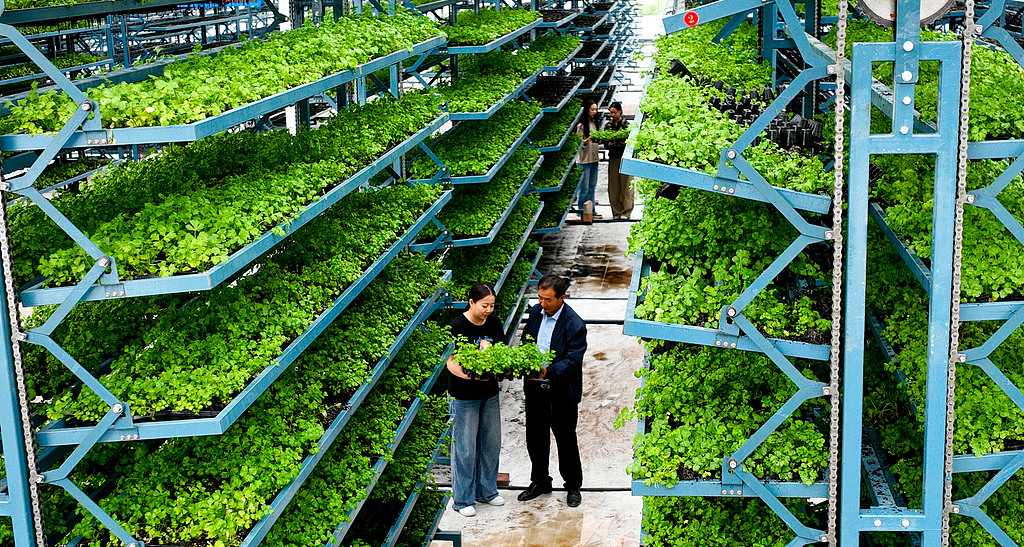 甘肃张掖：工作人员转移青菜苗