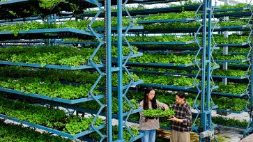 甘肃张掖：工作人员转移青菜苗