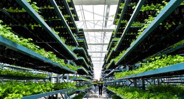 甘肃张掖：工作人员转移青菜苗