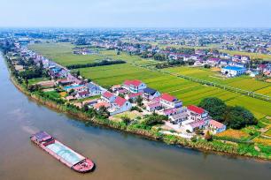 江苏如皋：金秋田园稻香两岸