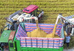 安徽芜湖：农机穿梭于金色稻海开镰收割