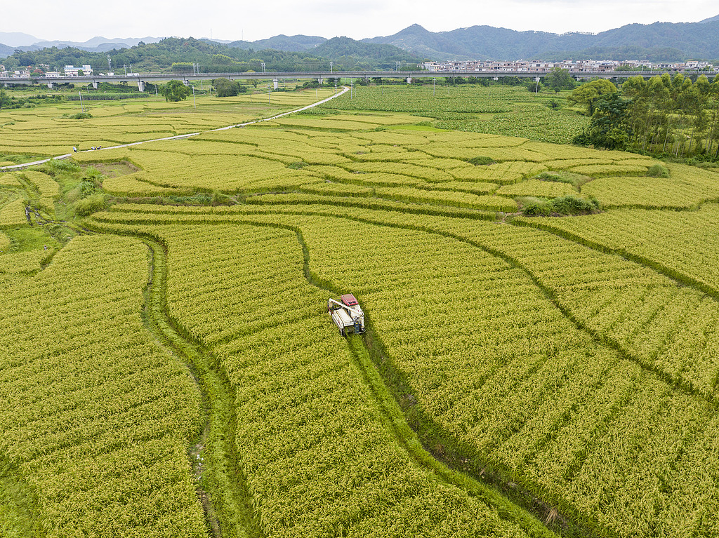 广西贺州：农民驾驶收割机收割谷子