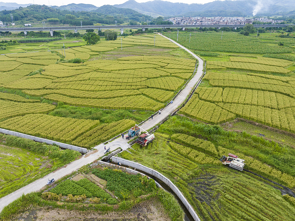 广西贺州：农民驾驶收割机收割谷子
