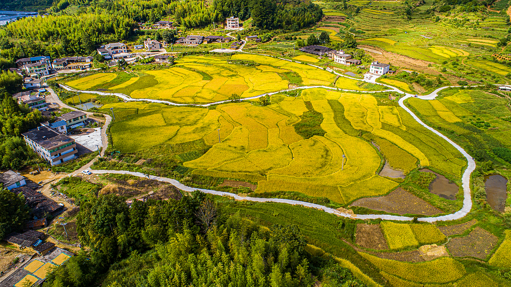 福建德化：金黄稻田好“丰”景